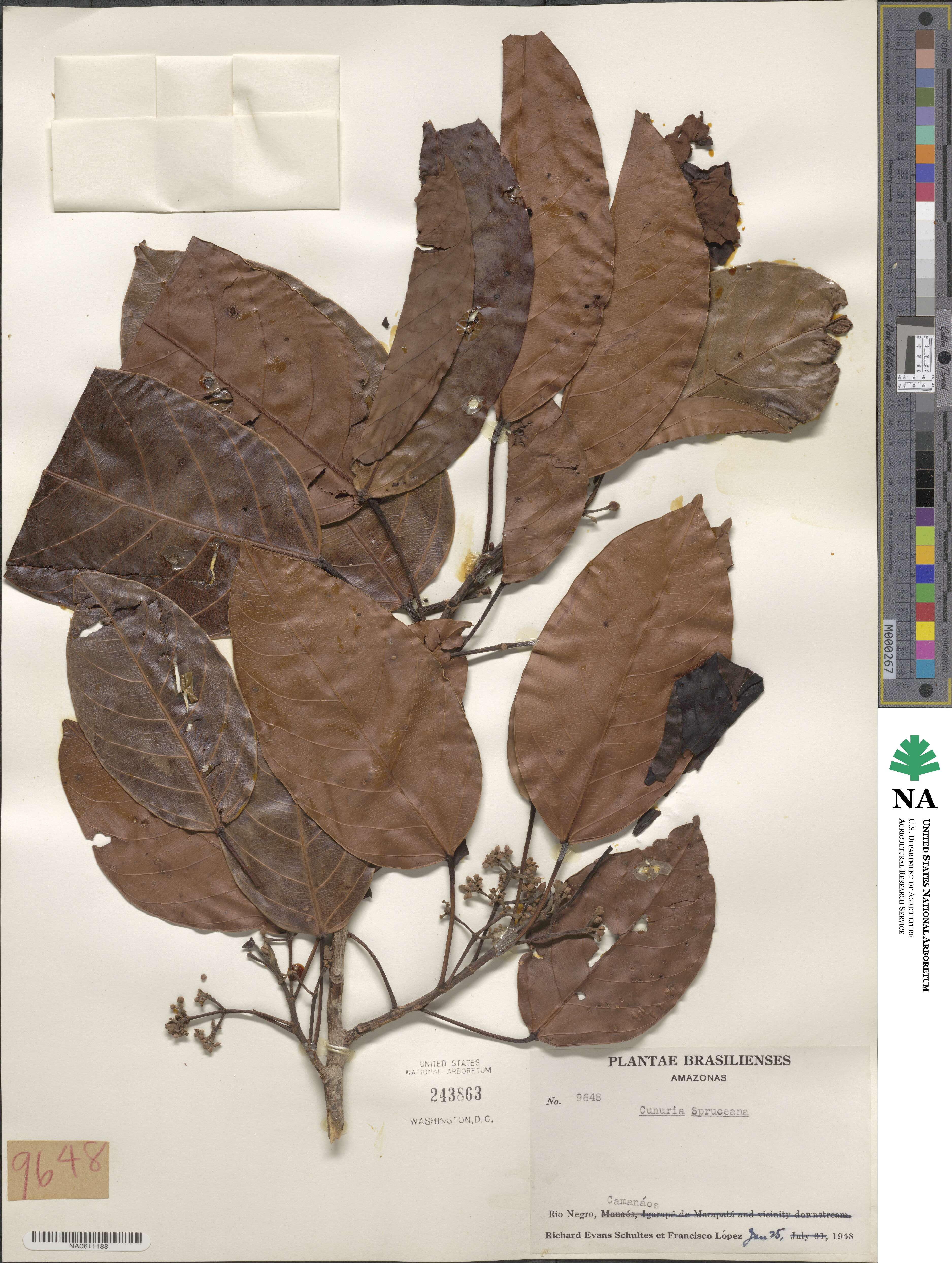 Micrandra spruceana image
