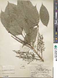 Hevea brasiliensis image