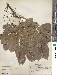 Hevea brasiliensis image