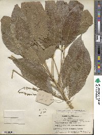 Hevea brasiliensis image