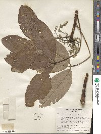 Hevea spruceana image