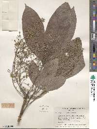 Hevea spruceana image