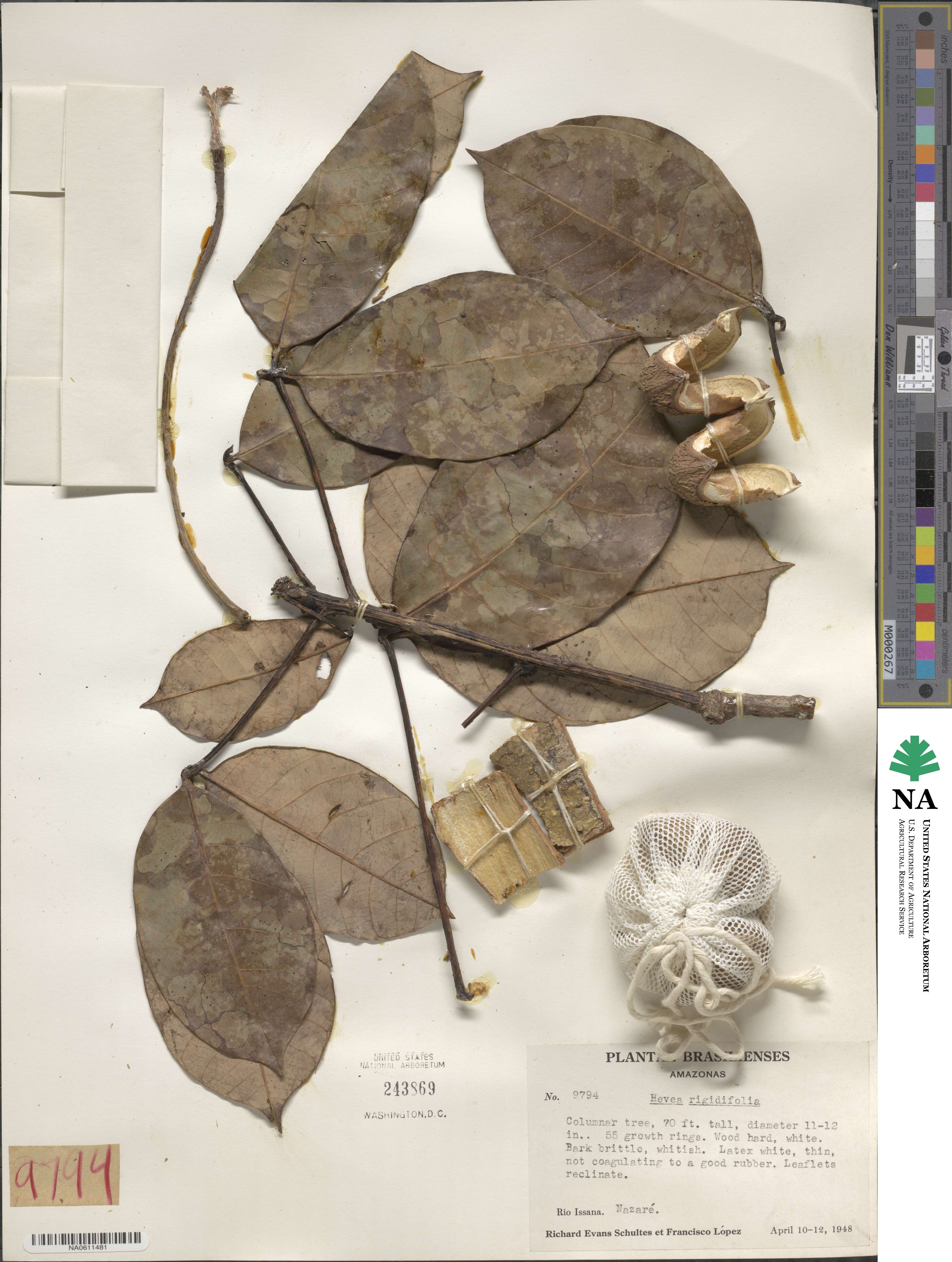 Hevea rigidifolia image