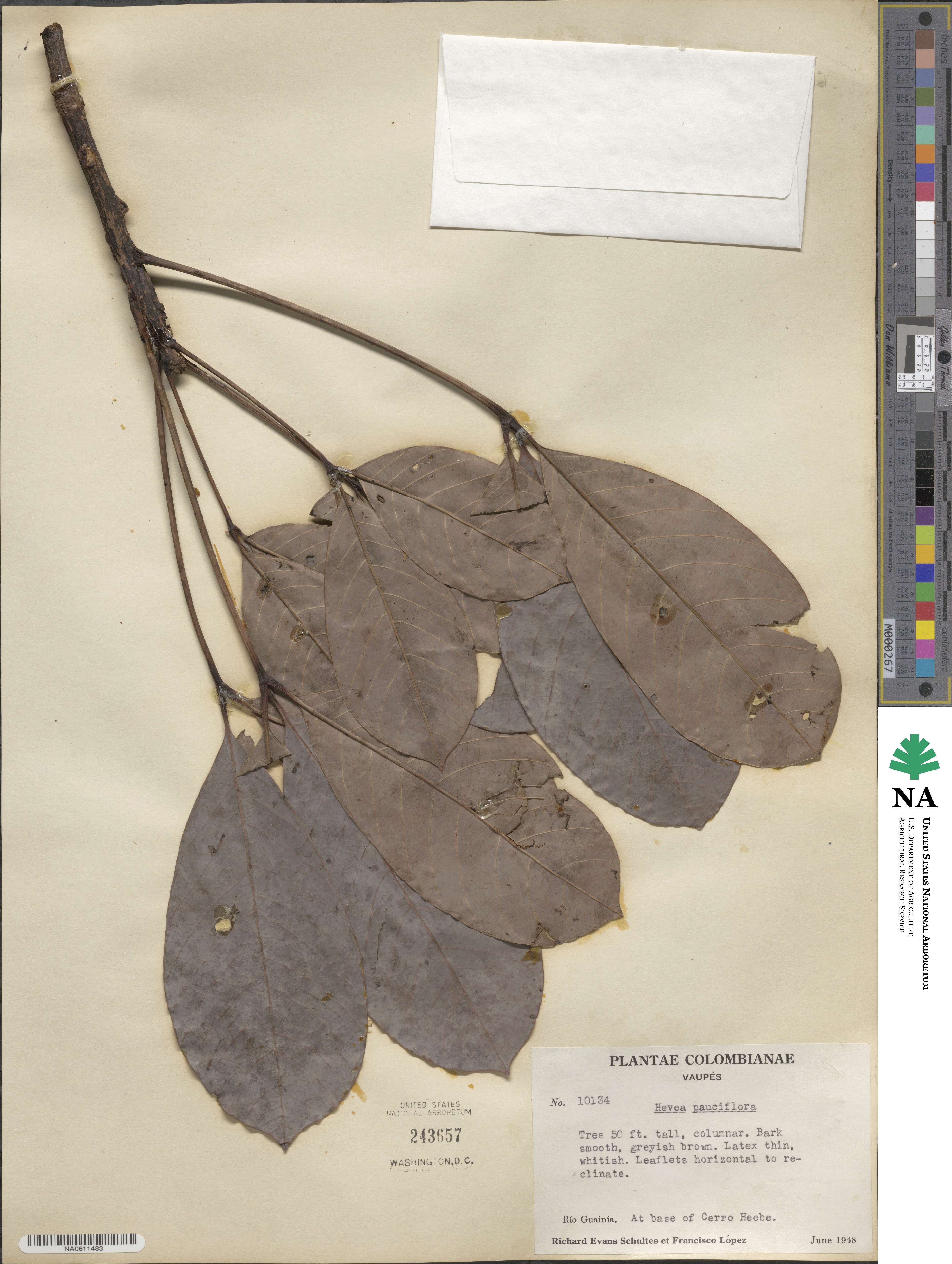 Hevea pauciflora image