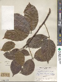 Hevea nitida var. toxicodendroides image