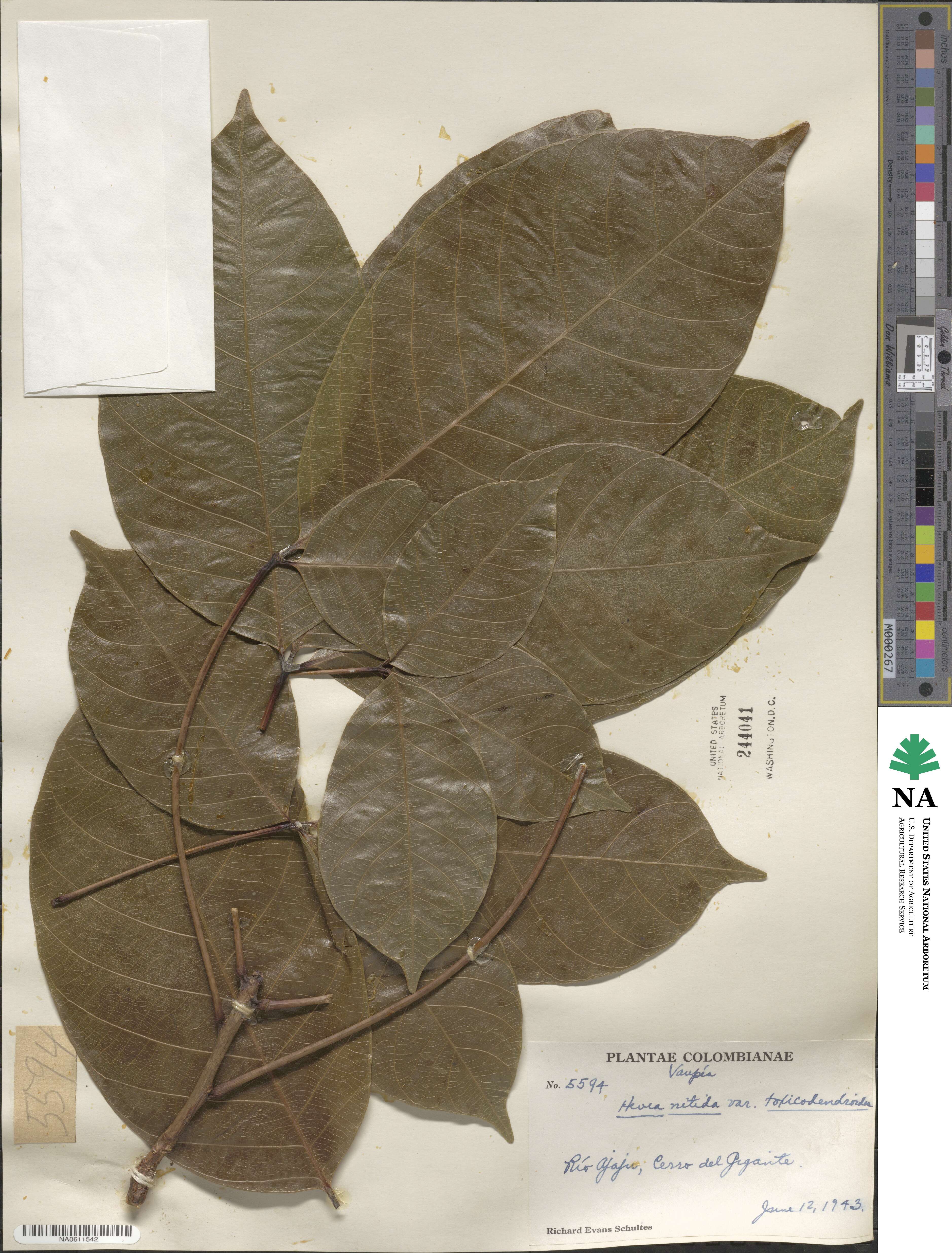 Hevea nitida var. toxicodendroides image