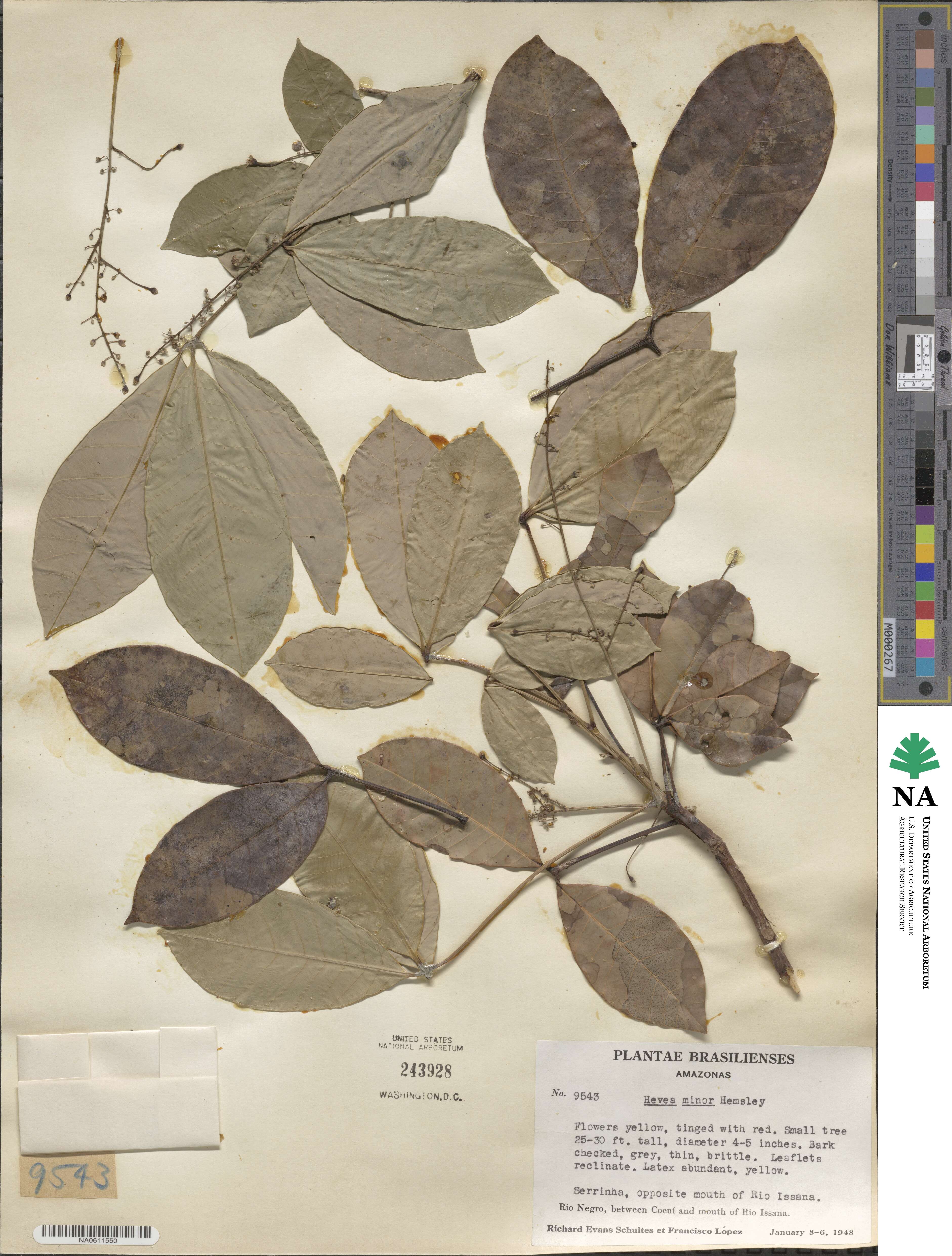 Hevea pauciflora var. coriacea image