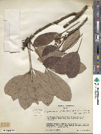 Hevea guianensis image