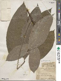 Hevea guianensis image