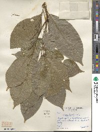 Hevea brasiliensis image