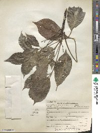 Hevea brasiliensis image