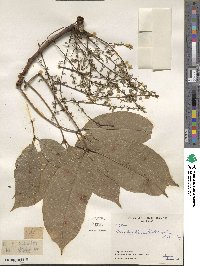 Hevea brasiliensis image