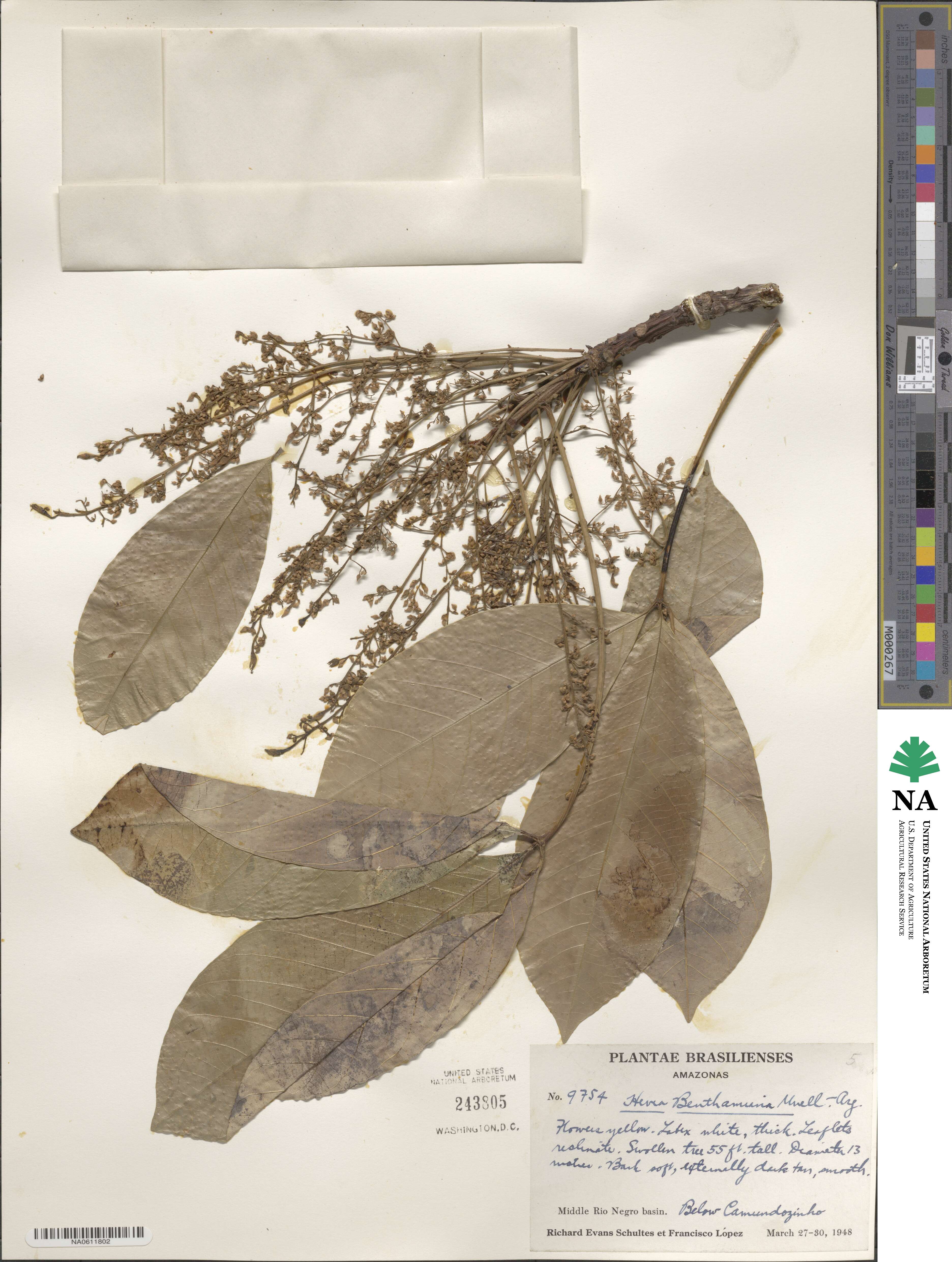 Hevea benthamiana image