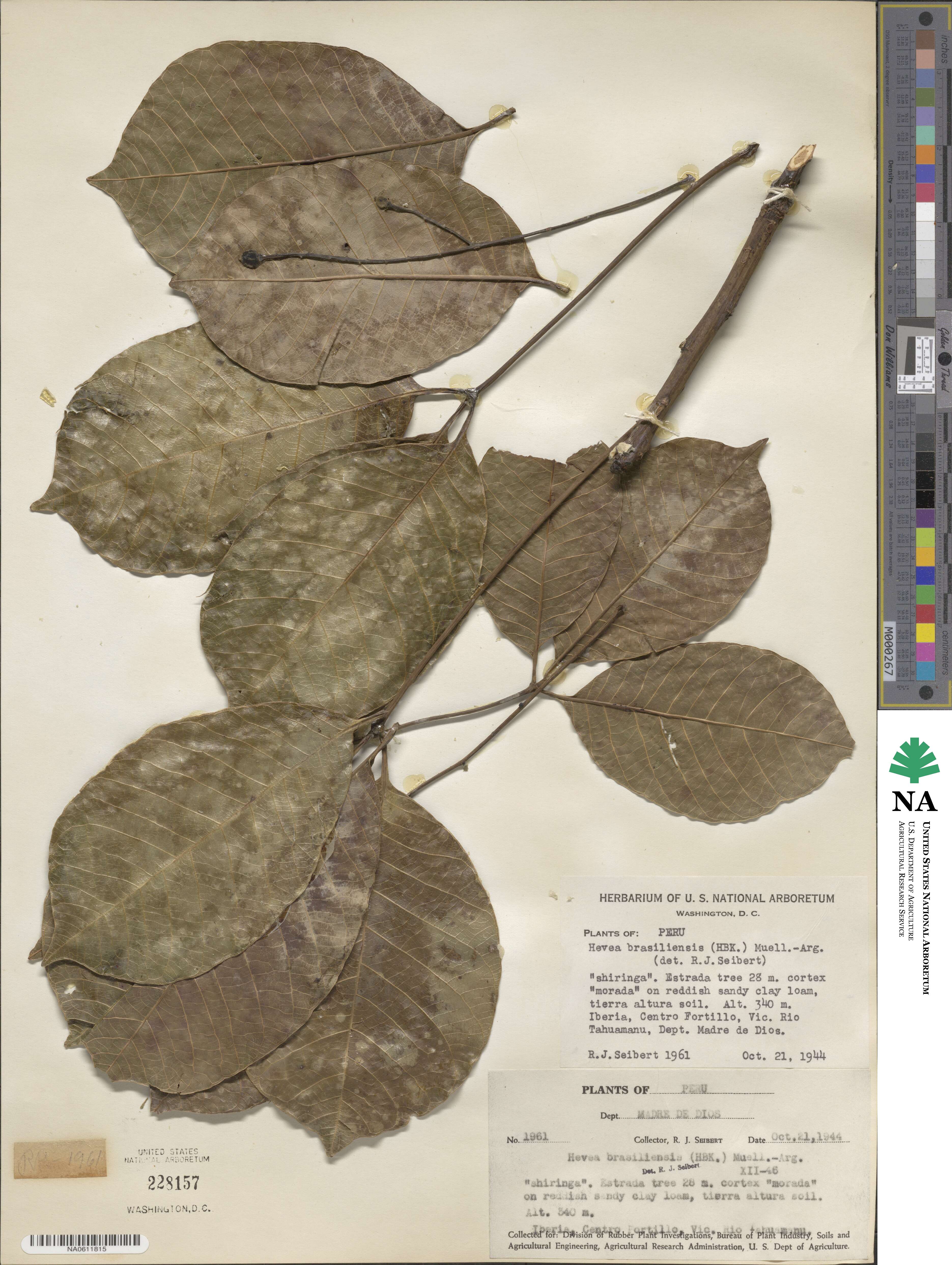 Hevea brasiliensis image
