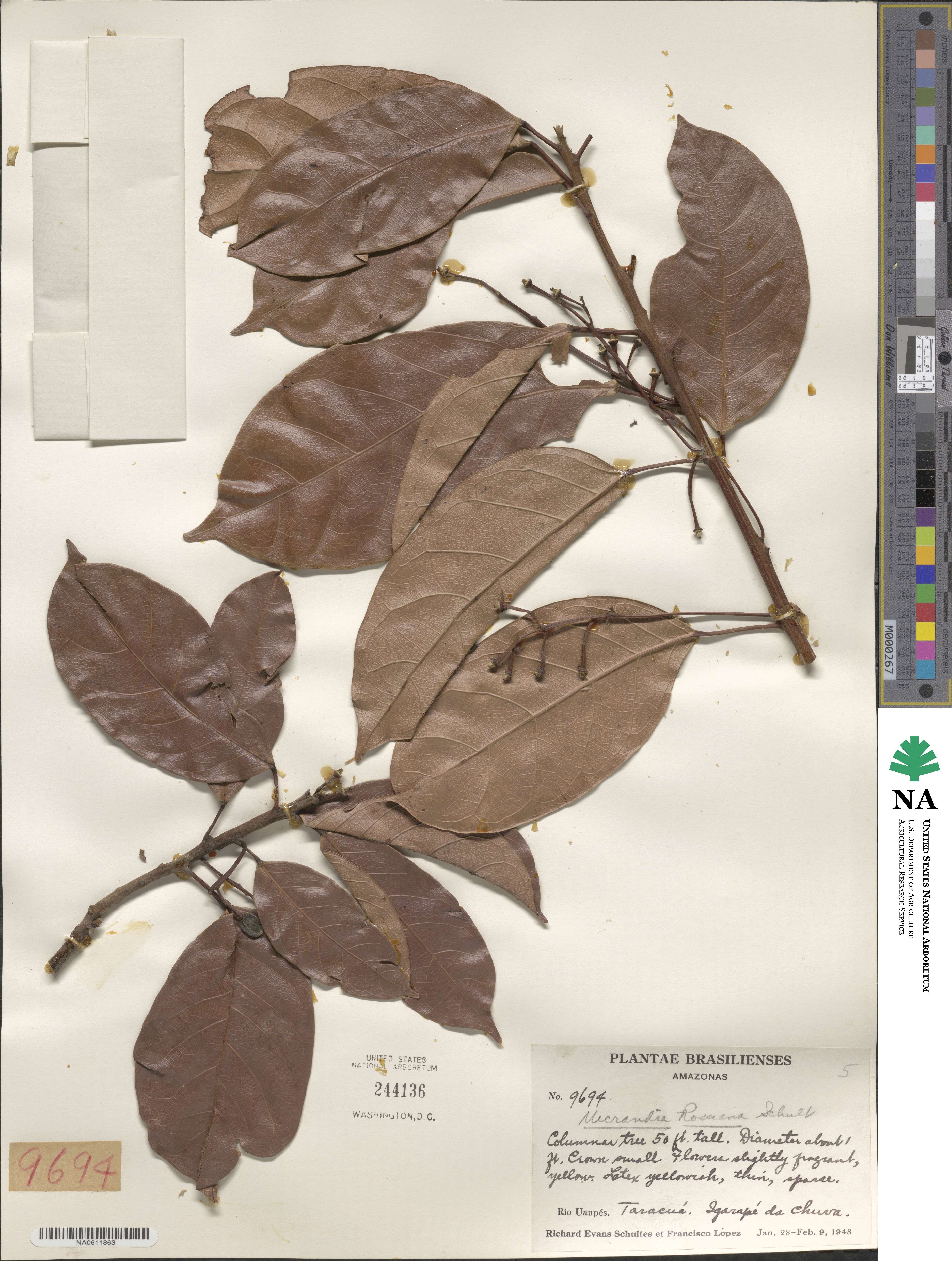Micrandra rossiana image