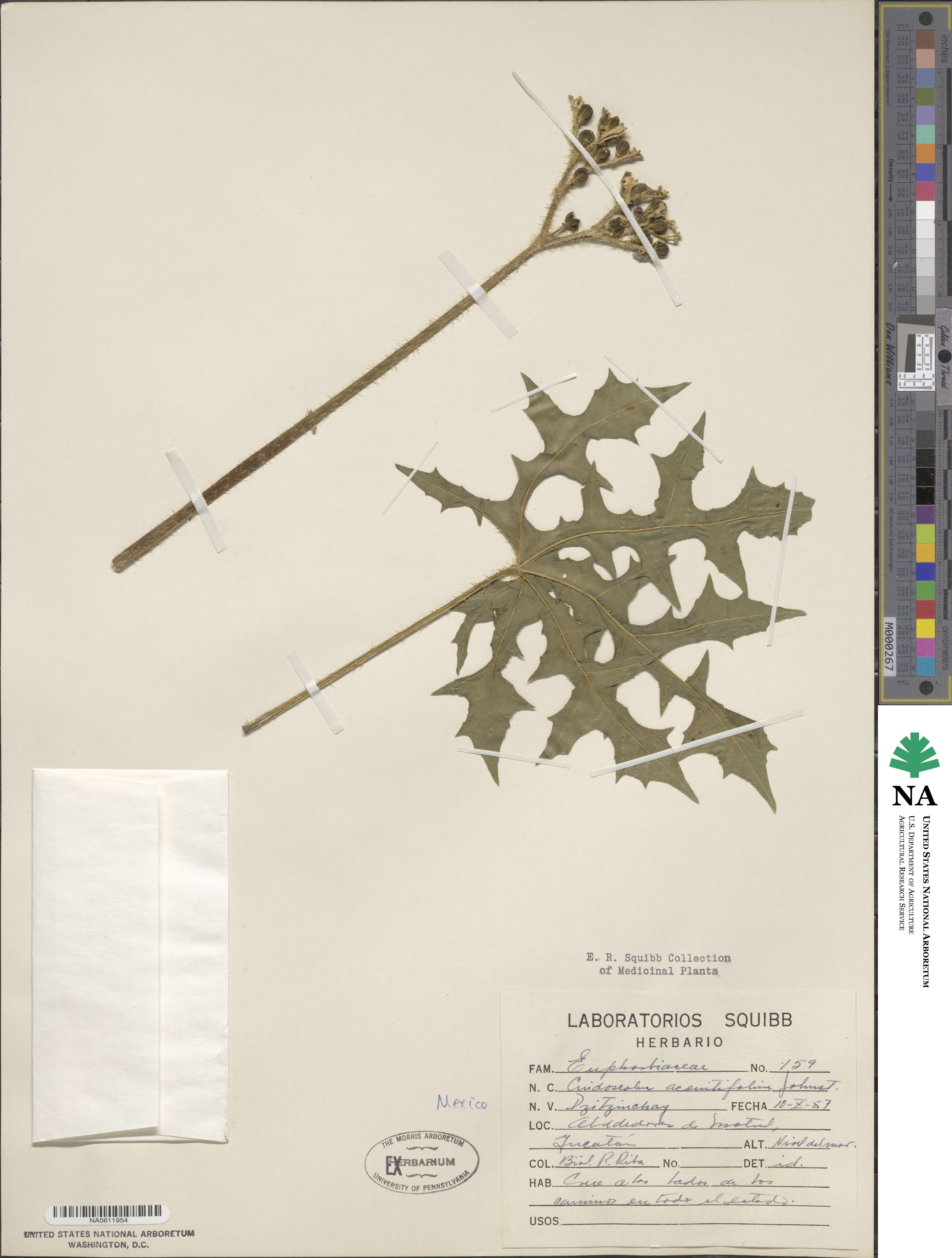 Cnidoscolus aconitifolius image