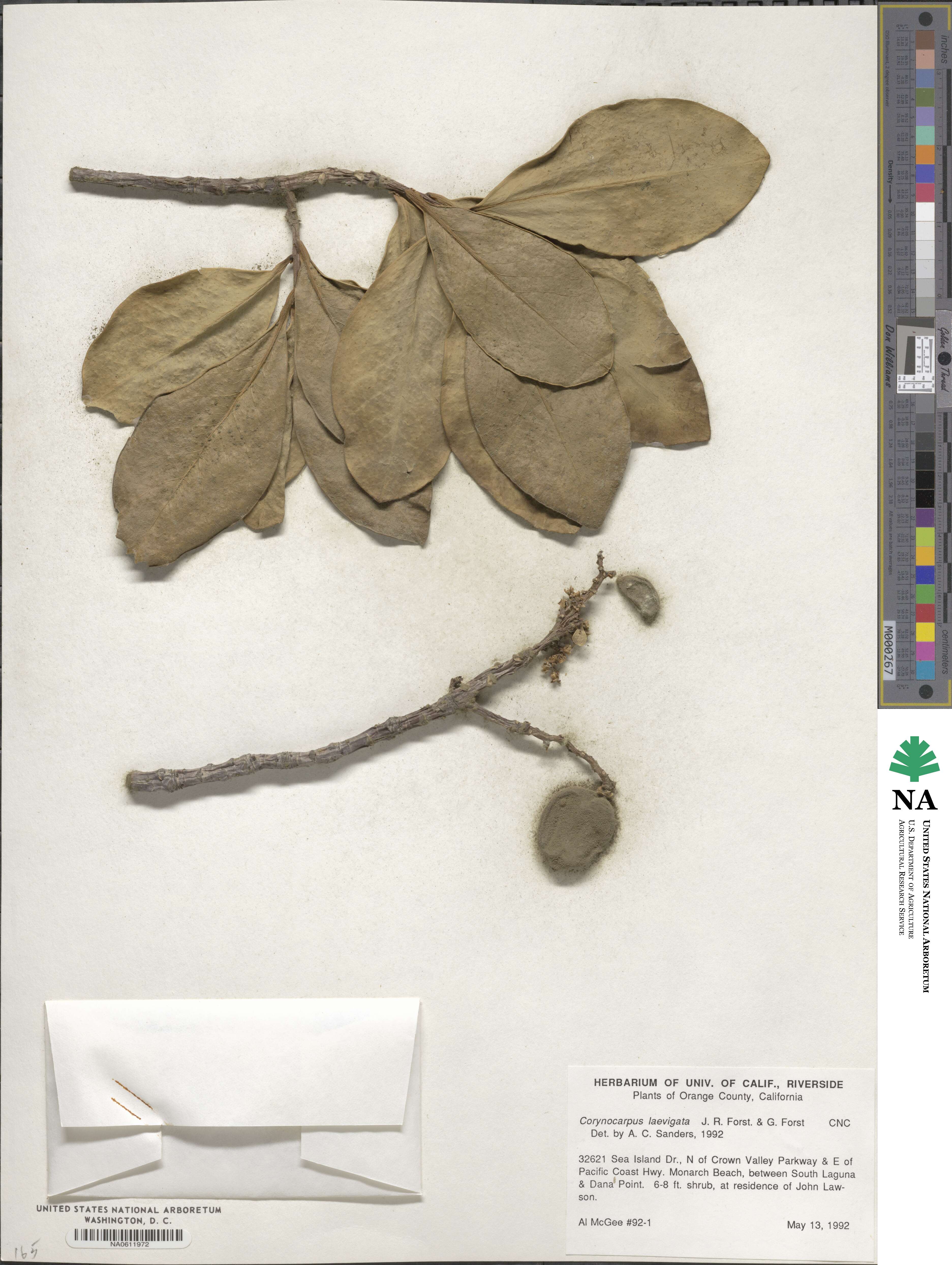 Corynocarpus laevigatus image