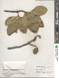 Corynocarpus laevigatus image