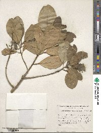 Corynocarpus laevigatus image