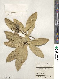 Corynocarpus laevigatus image