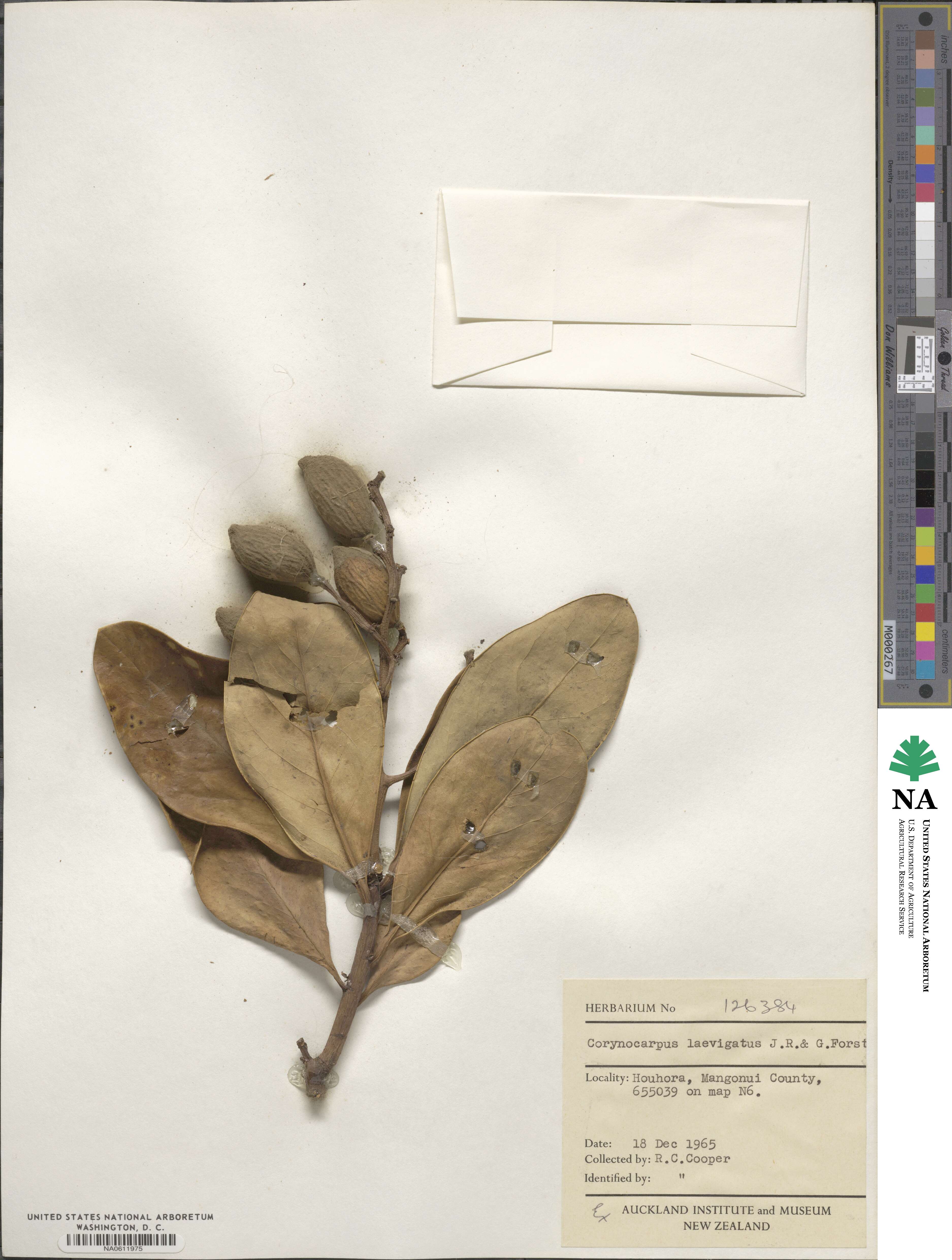 Corynocarpus image