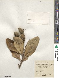 Corynocarpus laevigatus image