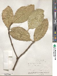 Corynocarpus laevigatus image