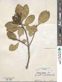 Corynocarpus laevigatus image