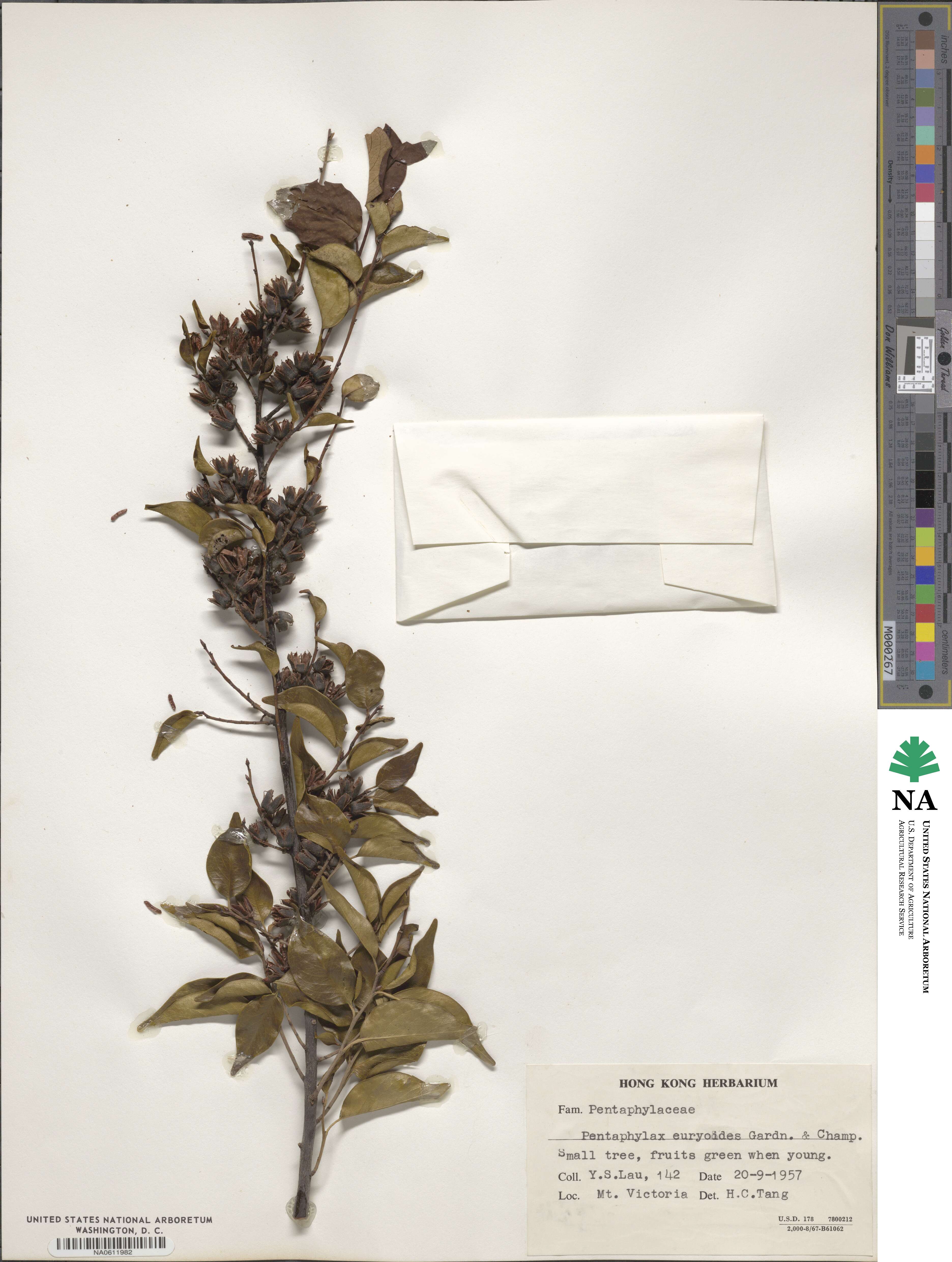 Pentaphylax image