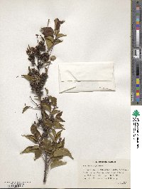 Pentaphylax euryoides image