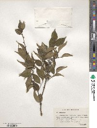 Pentaphylax euryoides image