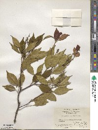 Pentaphylax euryoides image