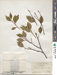 Pentaphylax euryoides image