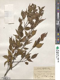 Pentaphylax euryoides image