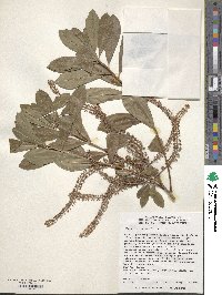 Cyrilla racemiflora image