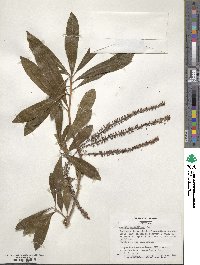 Cyrilla racemiflora image