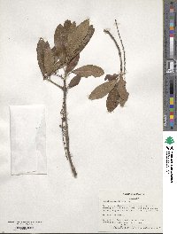 Cyrilla racemiflora image