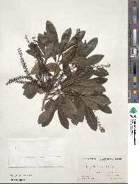 Cyrilla racemiflora image