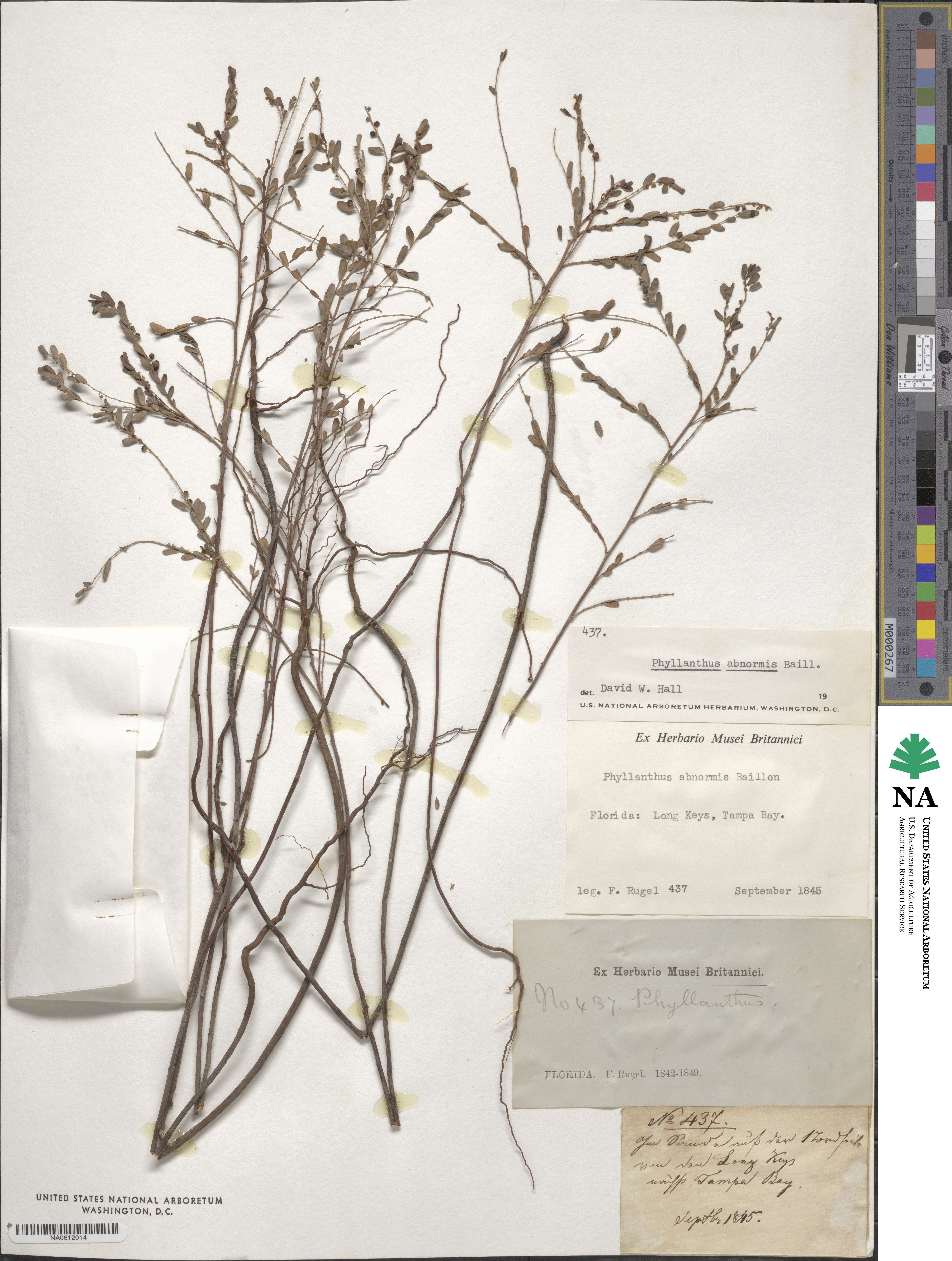 Phyllanthus abnormis image