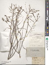 Image of Phyllanthus abnormis