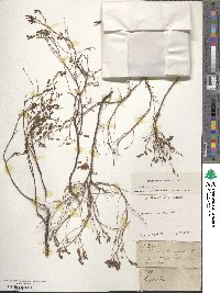 Phyllanthus abnormis image