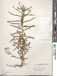 Phyllanthus abnormis image