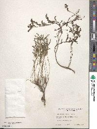 Phyllanthus abnormis image