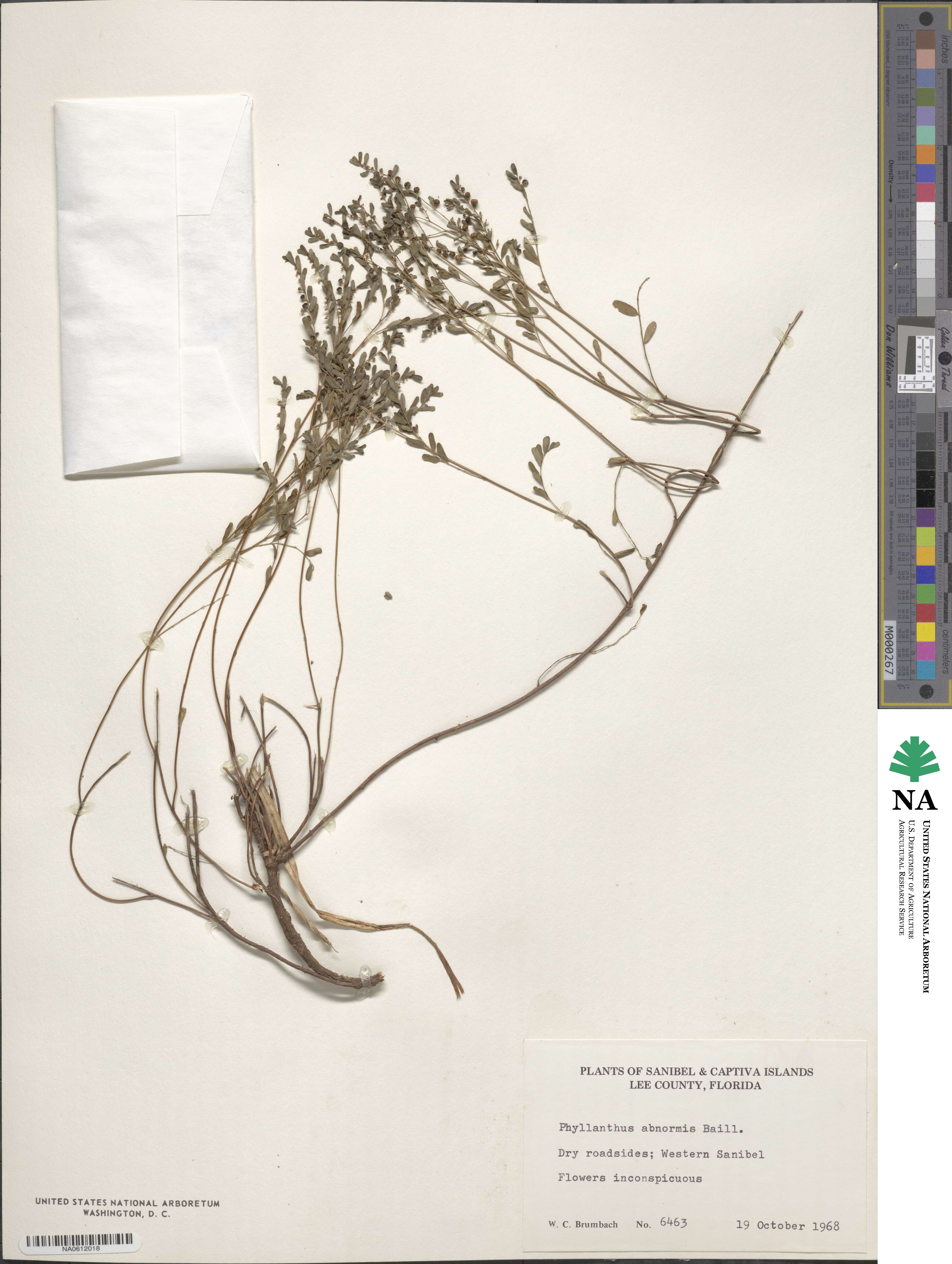 Phyllanthus image