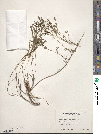 Phyllanthus abnormis image