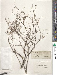 Phyllanthus abnormis image