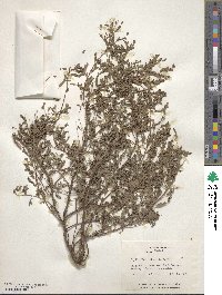 Phyllanthus abnormis image