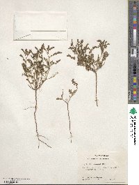 Phyllanthus abnormis image