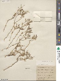 Phyllanthus abnormis image