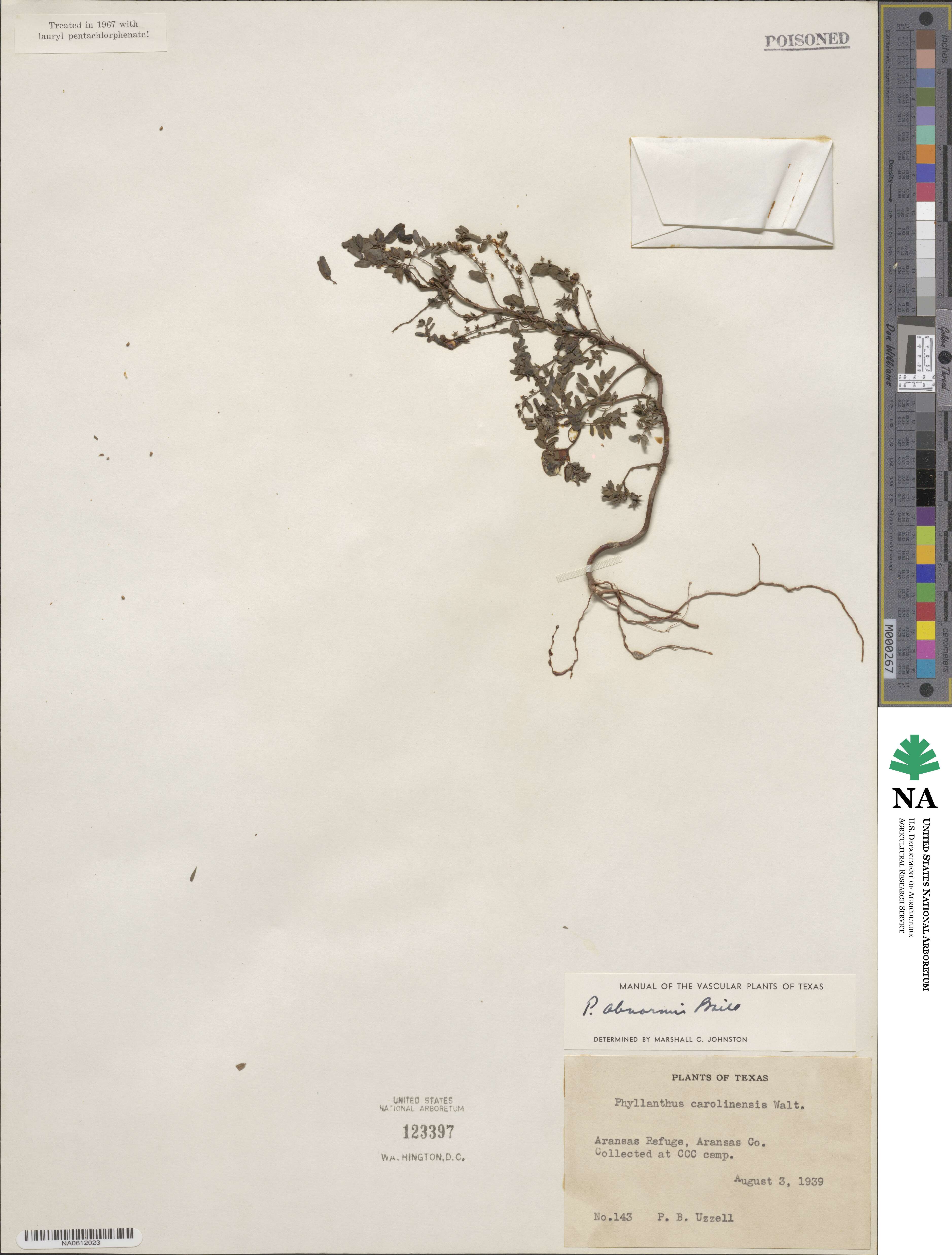 Phyllanthus abnormis image
